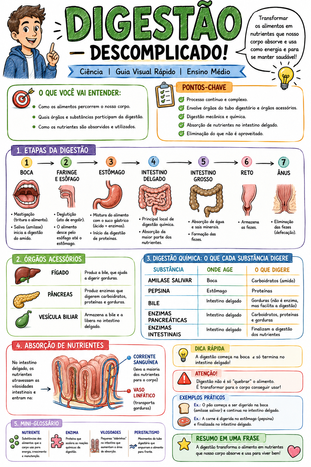 Guia visual sobre digestão humana